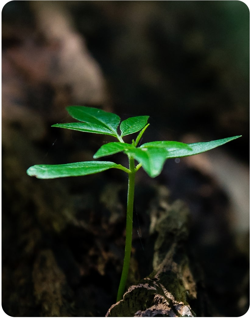 horizontal medio ambiente